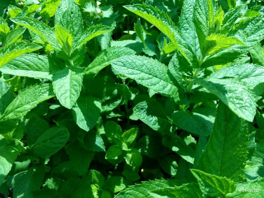 Мята и Мелисса