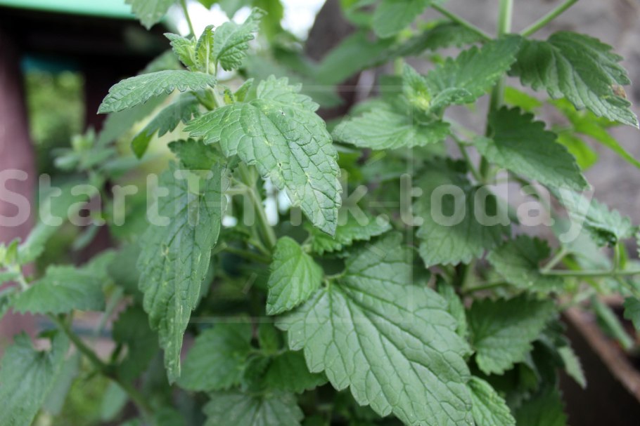 Мята холодок