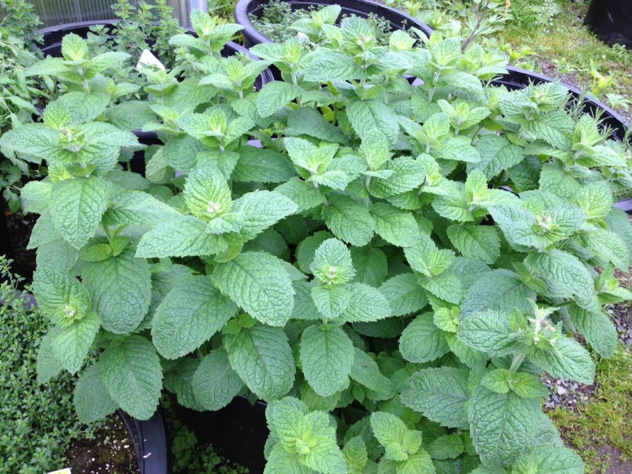 Мелисса растение