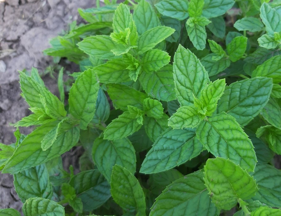 Мелисса (травы)