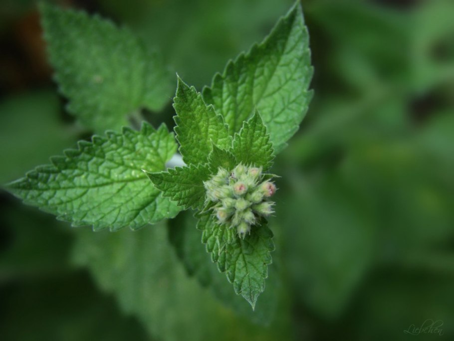 Mentha rotundifolia