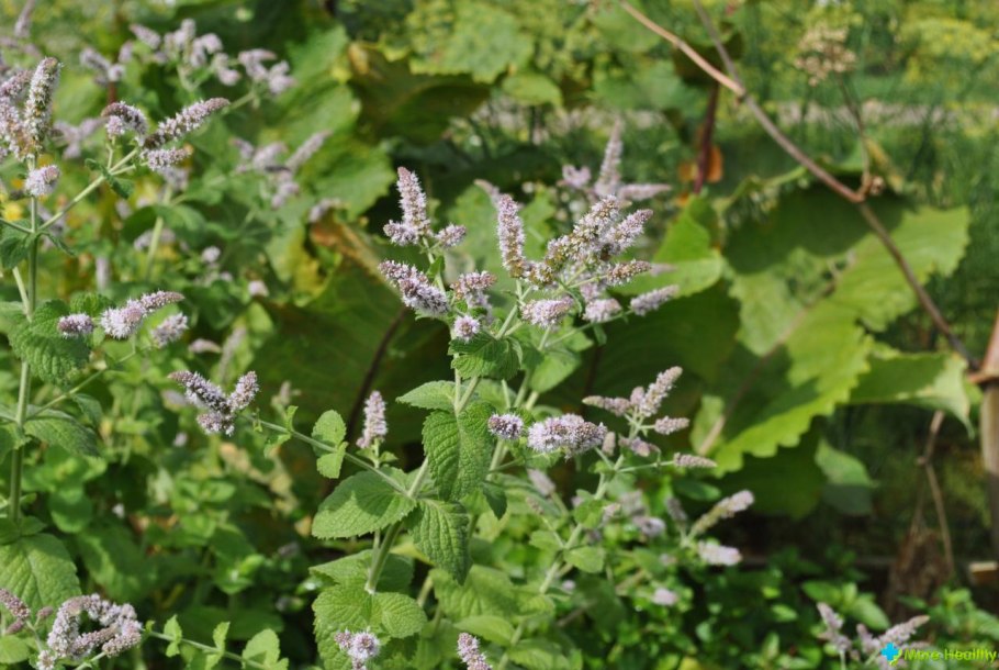 Мелисса растение