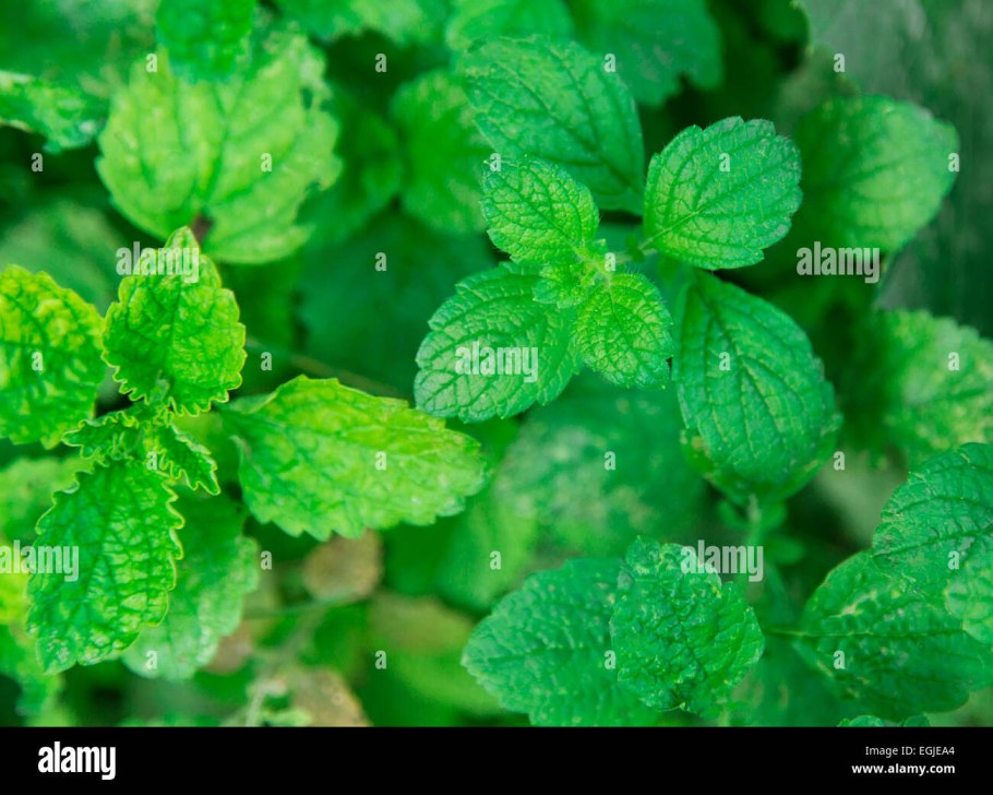 Мелисса лимонник