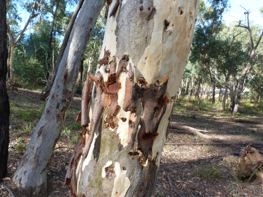 Eucalyptus marginata