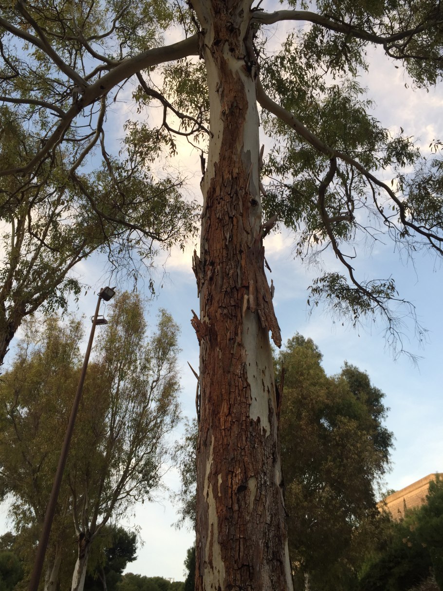 Эвкалипт новая Гагра.