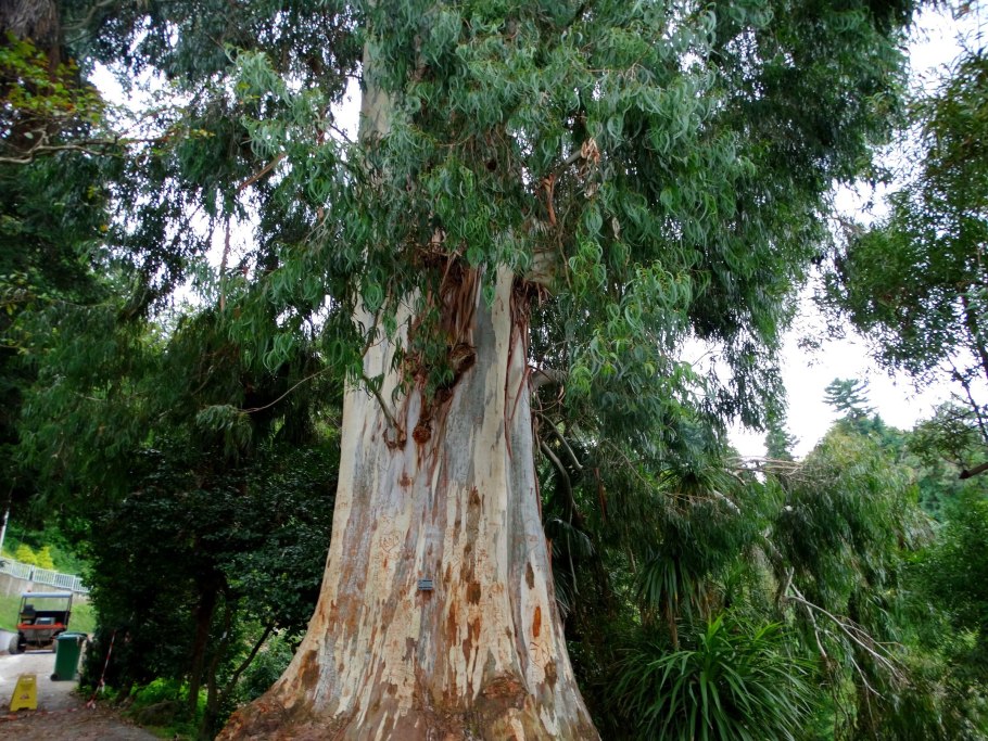 Эвкалипт рядом с домом или сосной