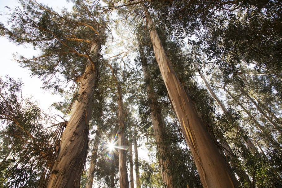 Эвкалипт в центральной полосе России