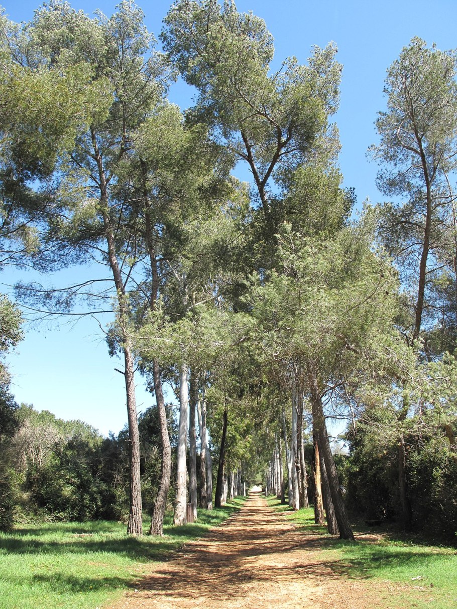 Эвкалипт Австралия высота 155 мм