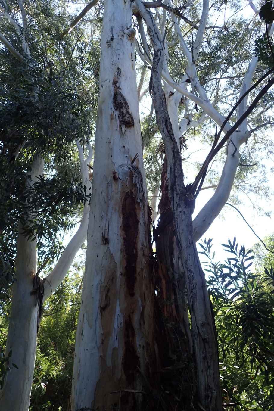 Эвкалипт Краснодарский