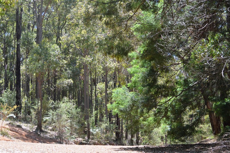 Эвкалипт камальдульский