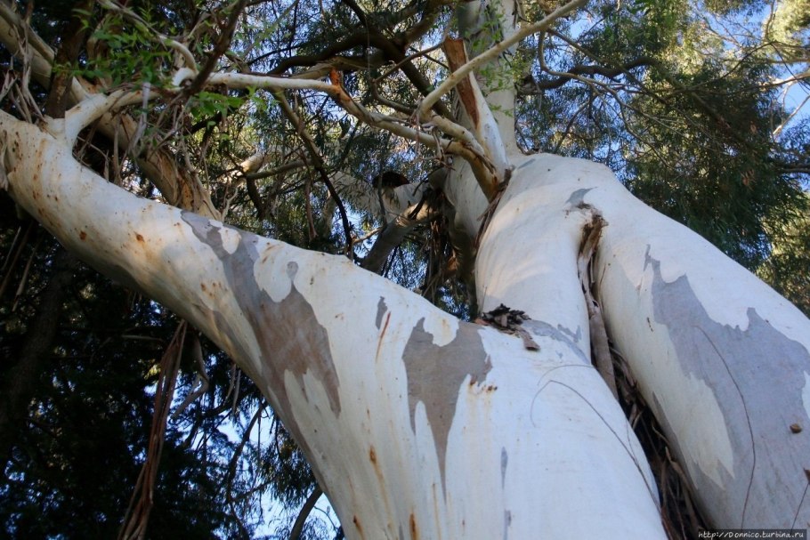 Эвкалипты у моря