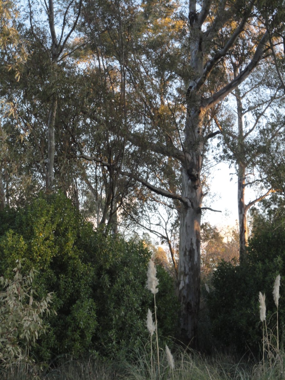 Рябина (Eucalyptus regnans) высота