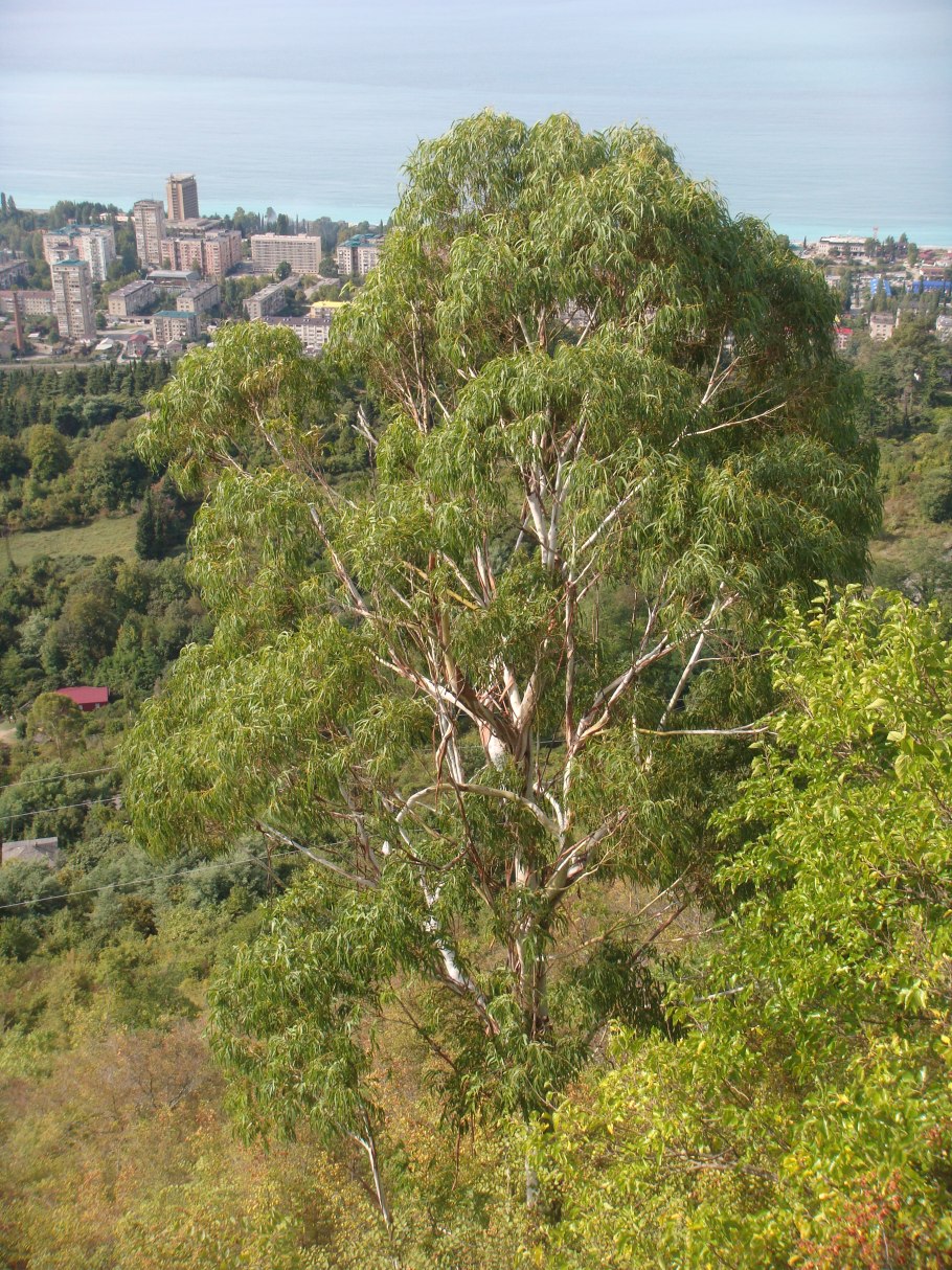 Эвкалипт камальдульский в Австралии