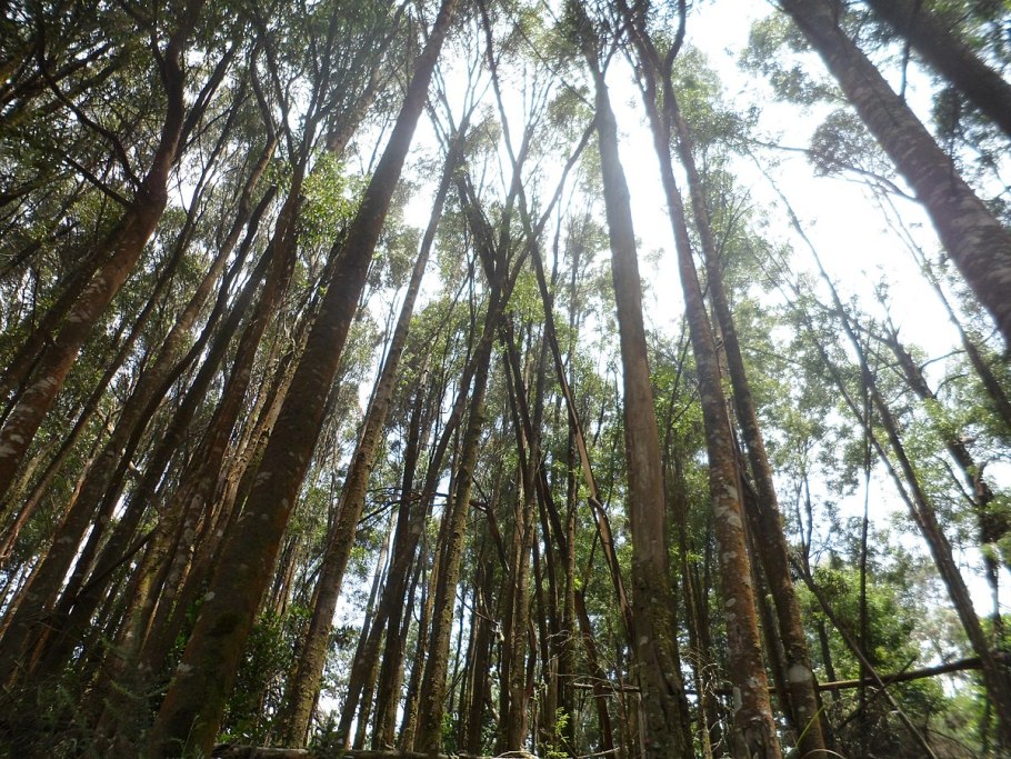 Эвкалипт призрак