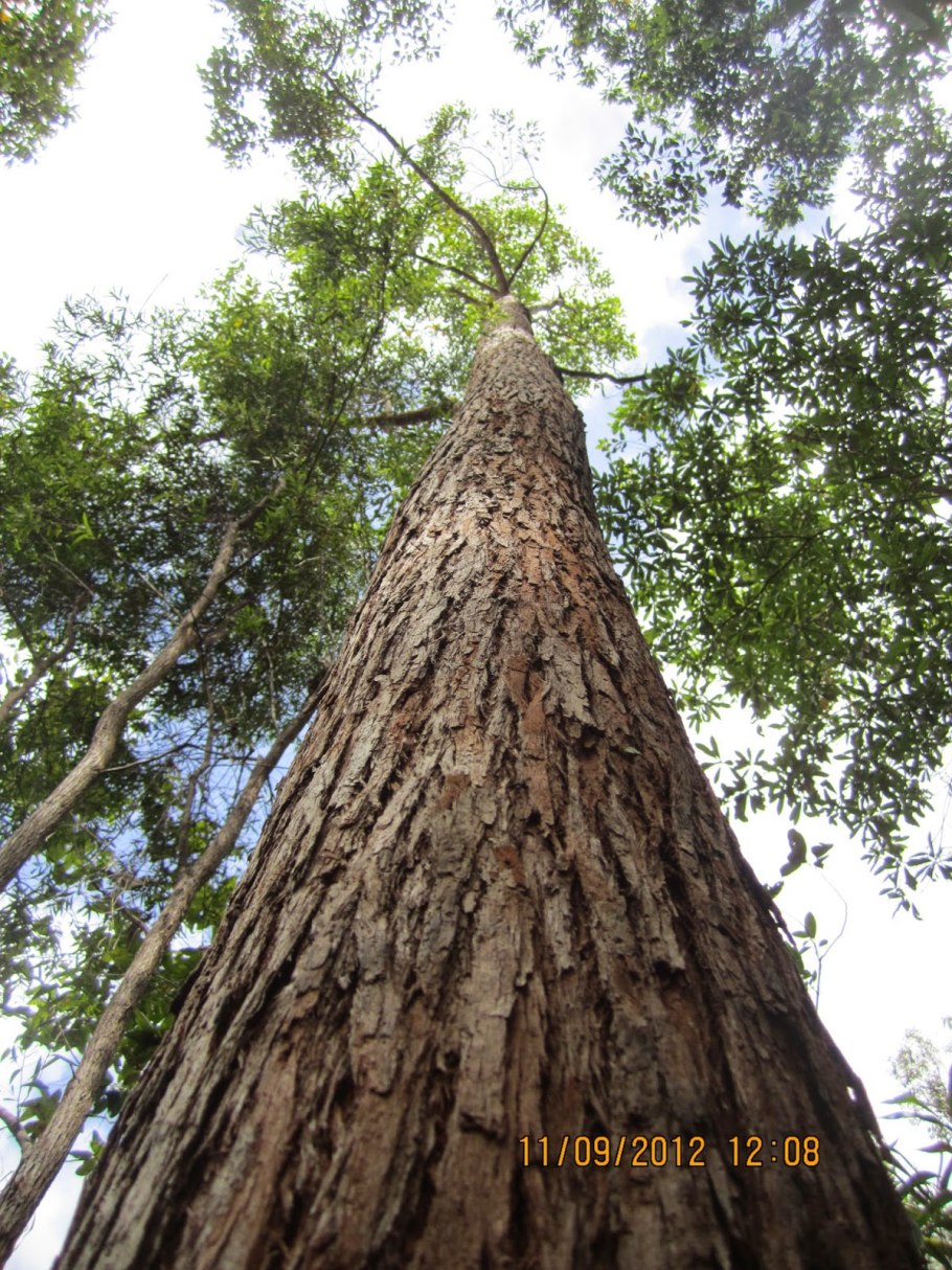 Сосна обыкновенная (Pinus Sylvestris) кора, ствол
