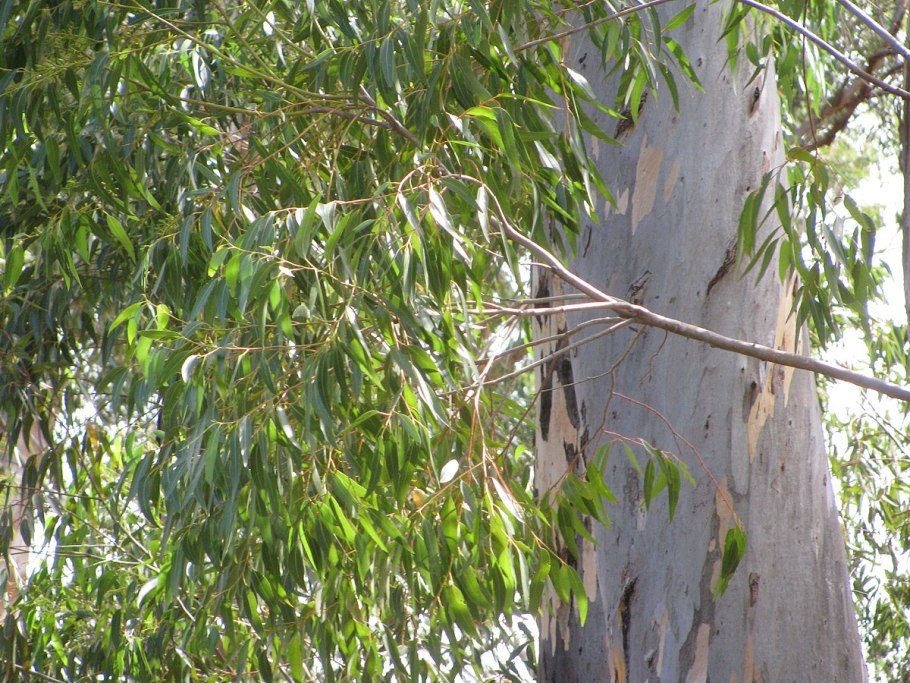 МУЧИБУРАХМОНИ эвкалипт