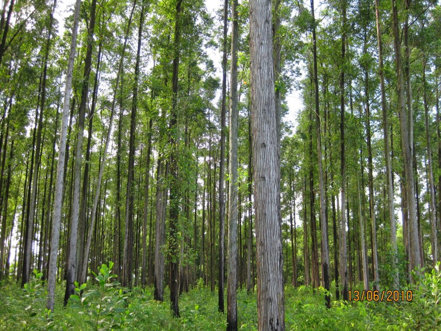 Китайский эвкалипт