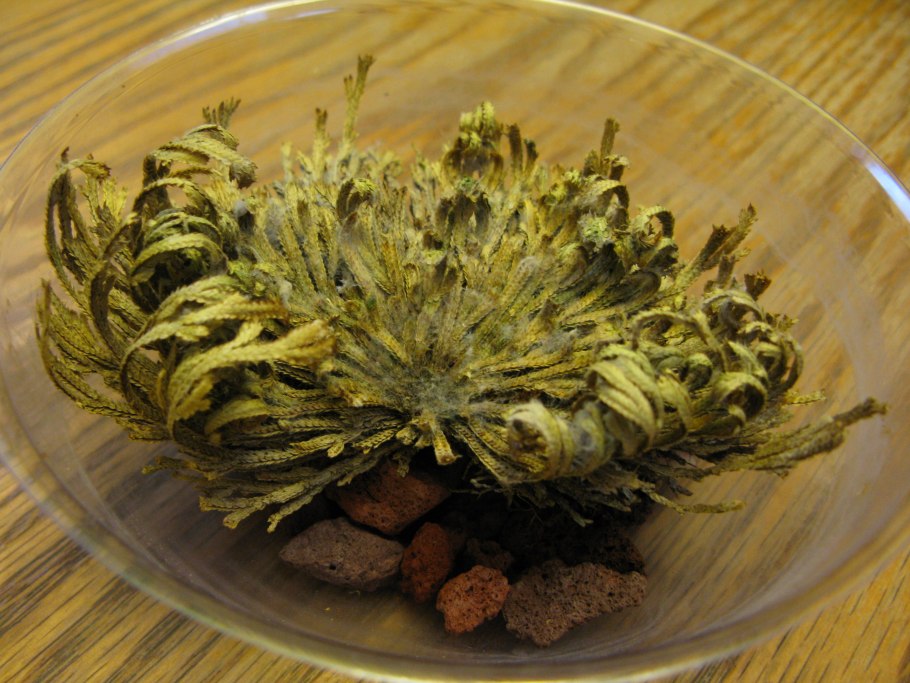 Selaginella wildenowii