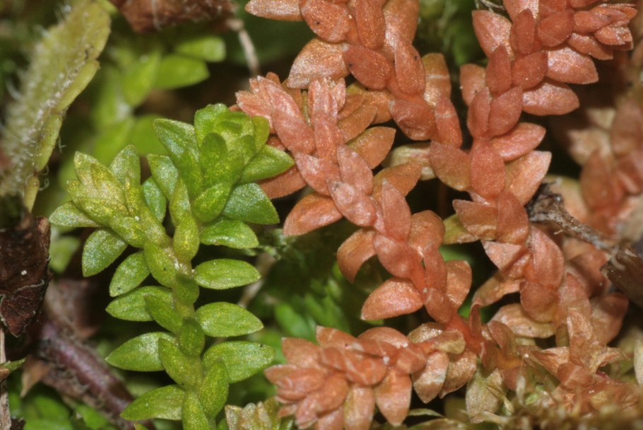 Selaginella helvetica