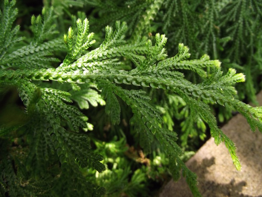 Литва селагинеллы