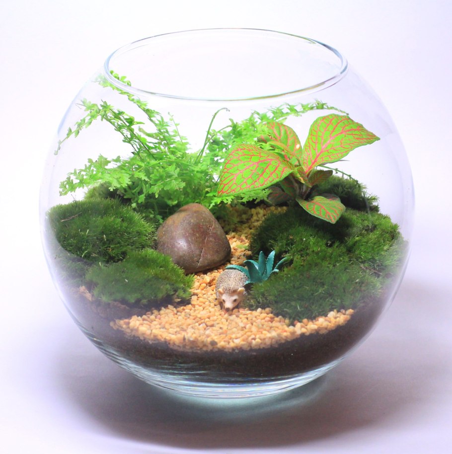 Селагинелла Мартенсии