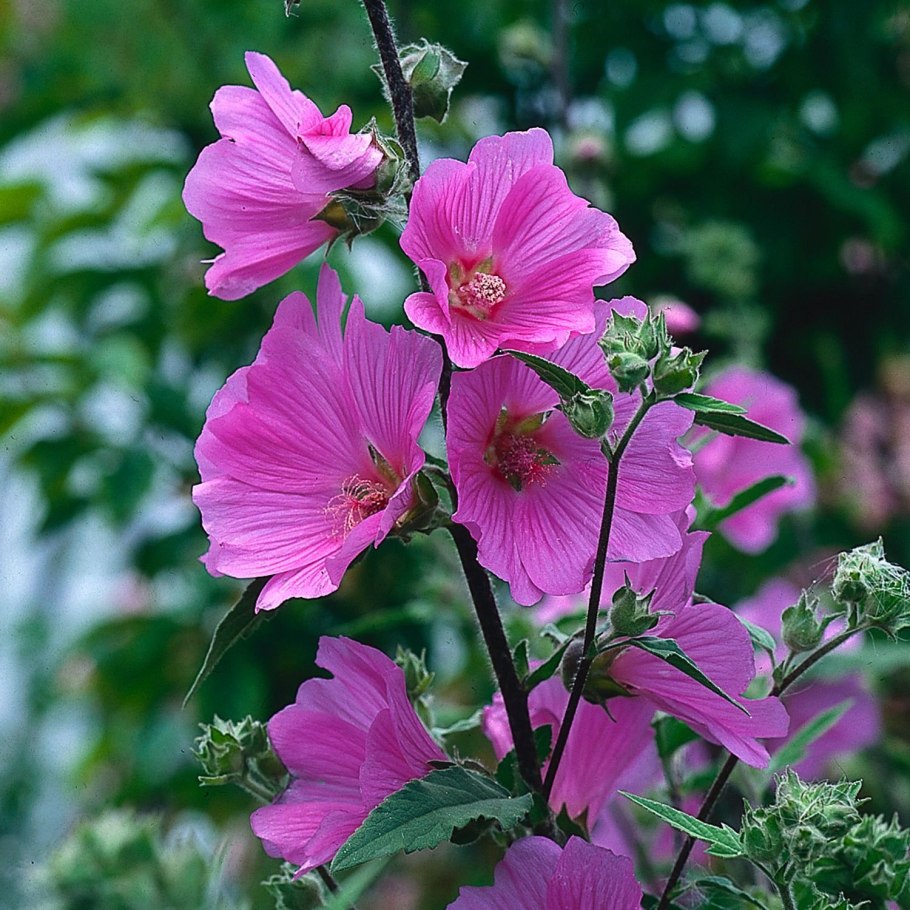 Хатьма древовидная (Lavatera Arborea)