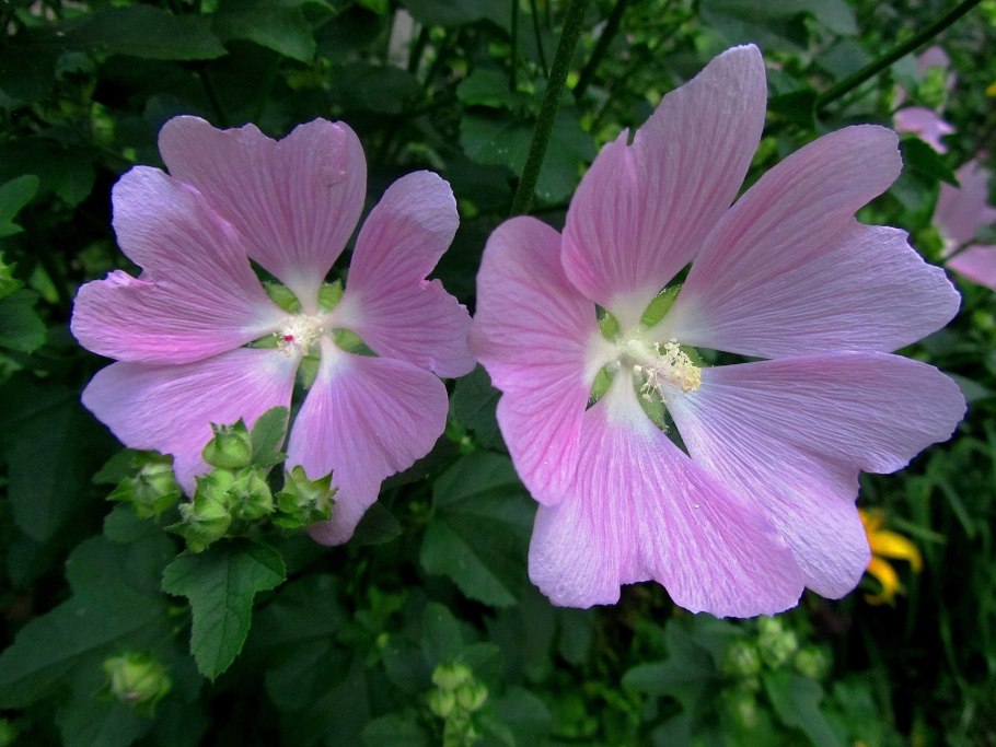 Лаватера хатьма