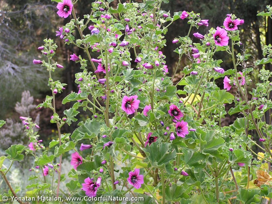 Хатьма древовидная (Lavatera Arborea)