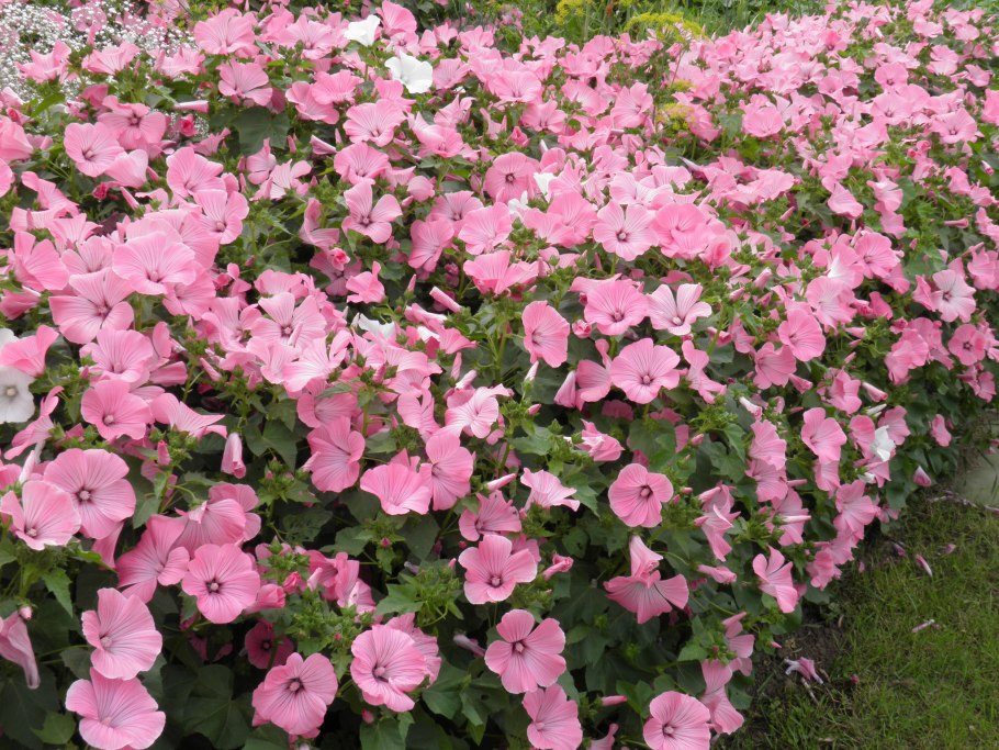 Лаватера цветок многолетний