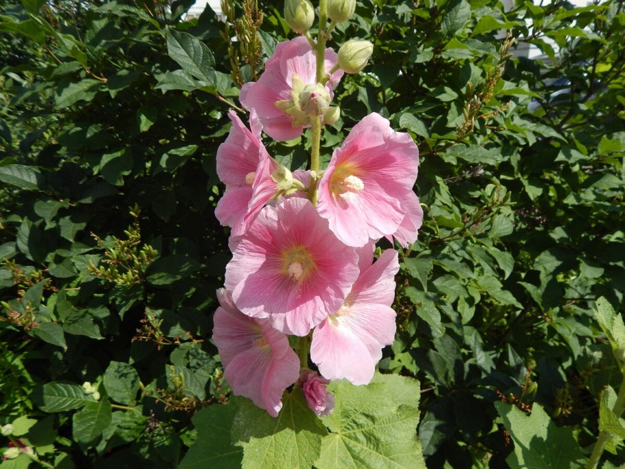 Цветок Малопа и лаватера