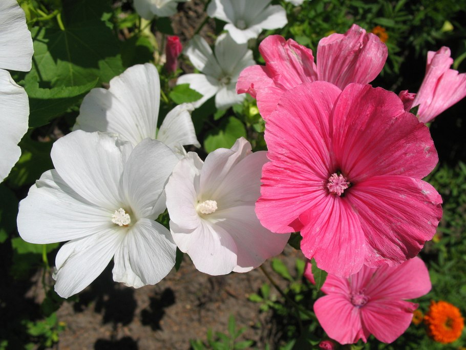 Просвирник пренебрежённый (Мальва Незамеченная)