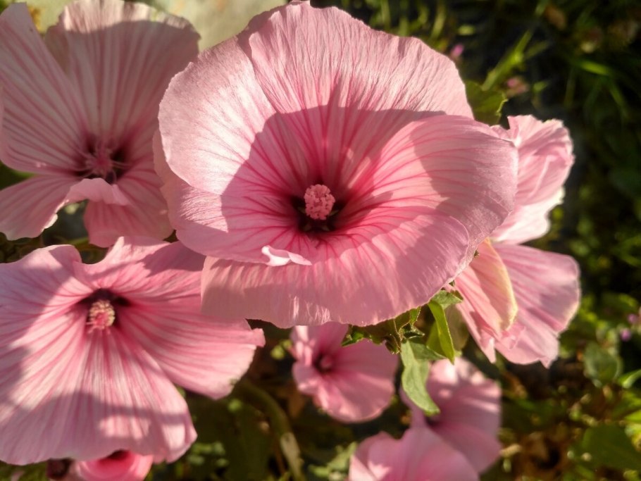 Мальва лаватера