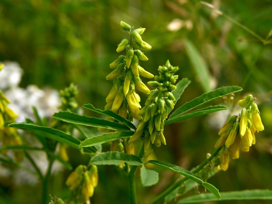Донник Melilotus officinalis