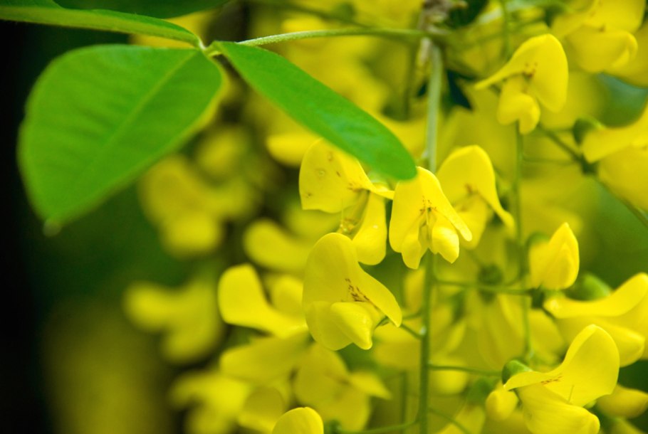 Акация желтая