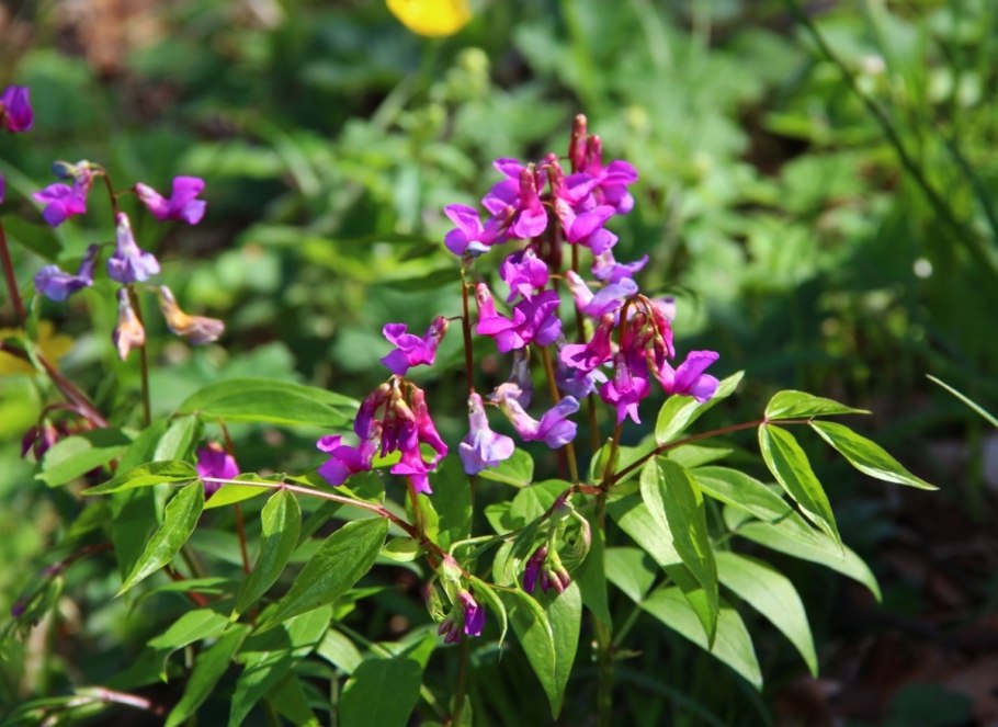 Копеечник щетинистый