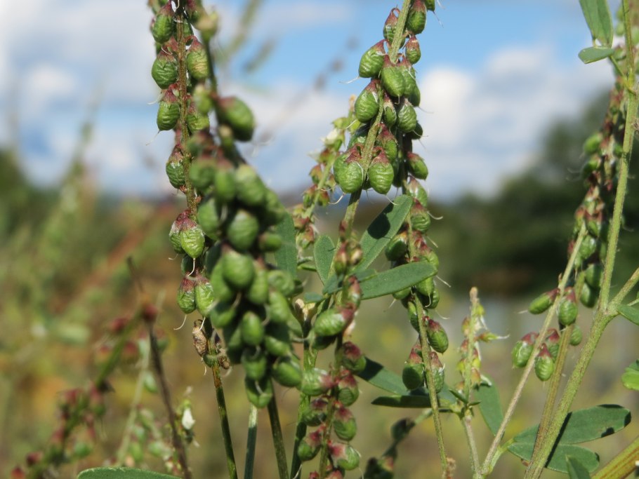 Чина клубненосная Lathyrus tuberosus