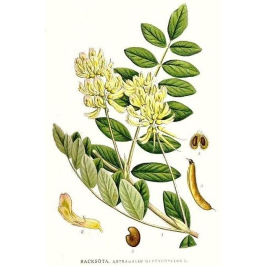 Myroxylon balsamum