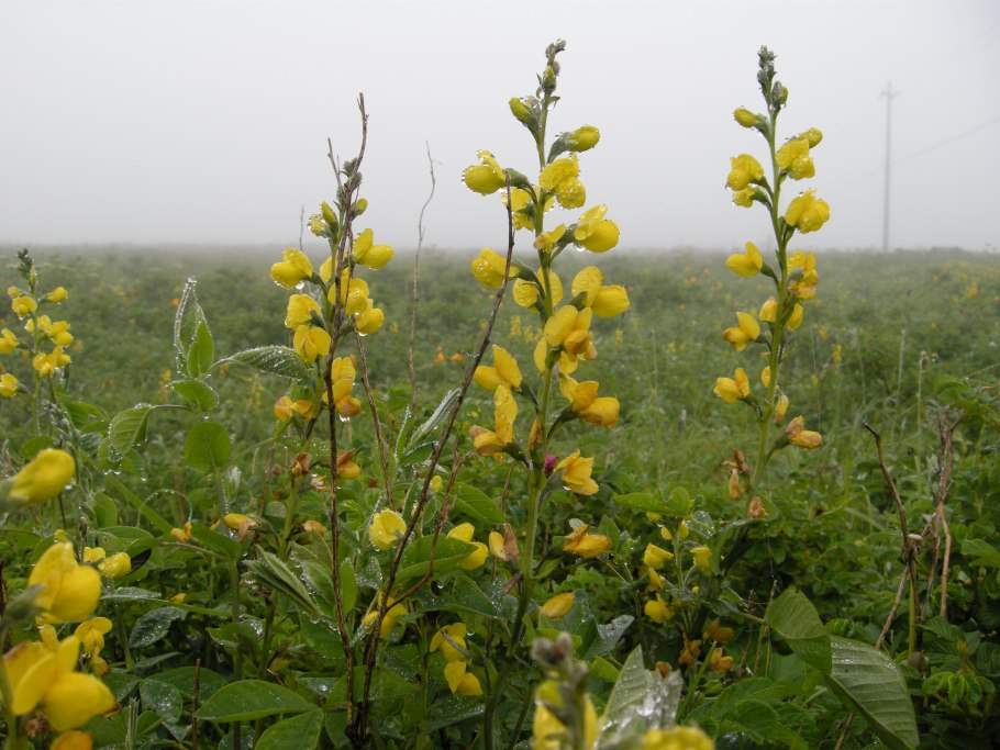 Донник желтый (Melilotus officinalis)