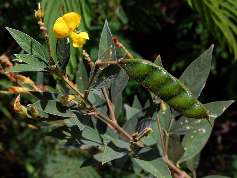 Трава козлятник от сахарного