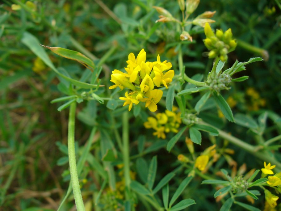 Донник медонос