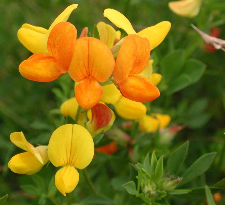 Чина Луговая (Lathyrus pratensis)