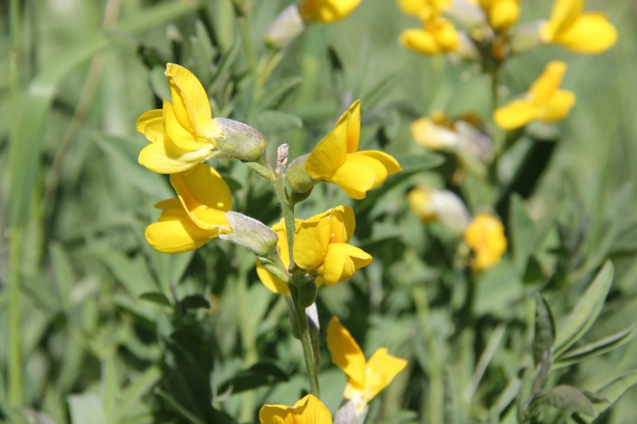 Стальник полевой (стальник Пашенный)