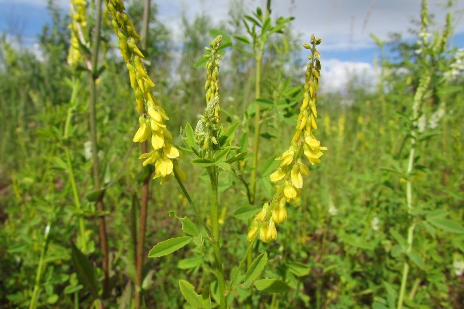 Чина Луговая Lathyrus praténsis l.