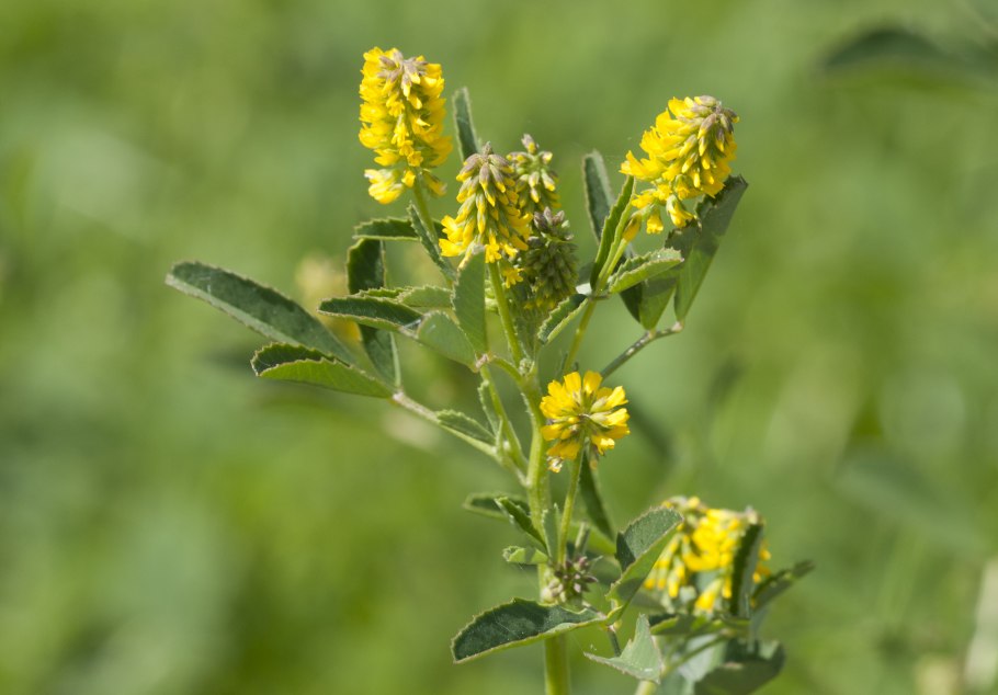 Стальник полевой ботаника