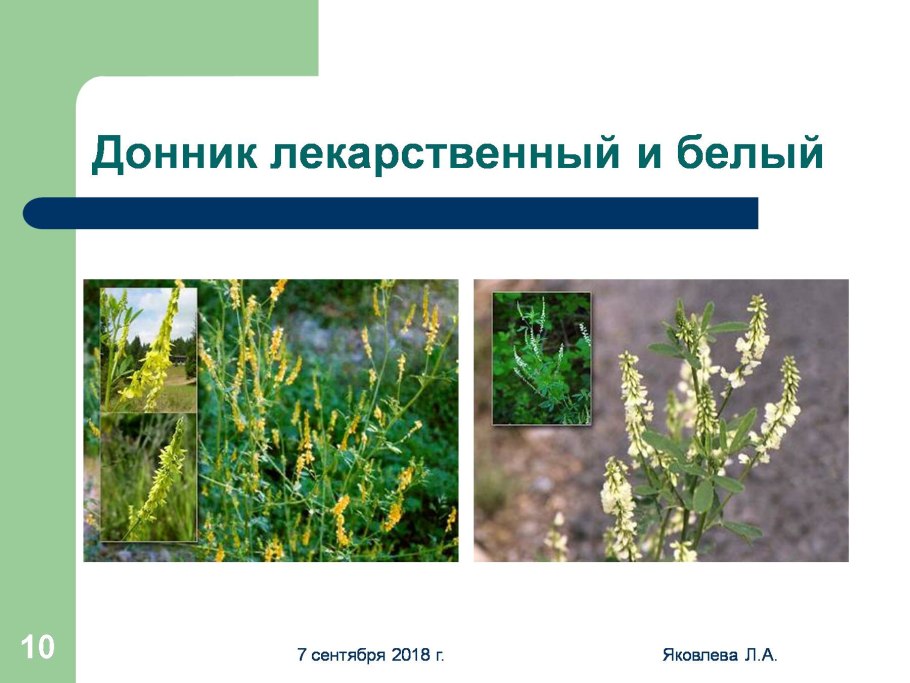 Донник растение донник