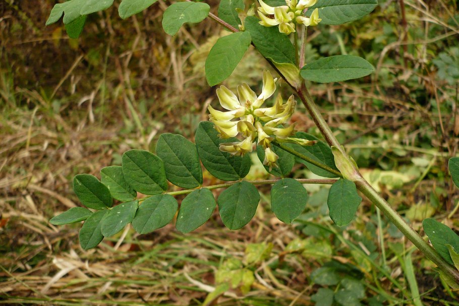Донник (Melilotus) сем. Бобовые растение цветок