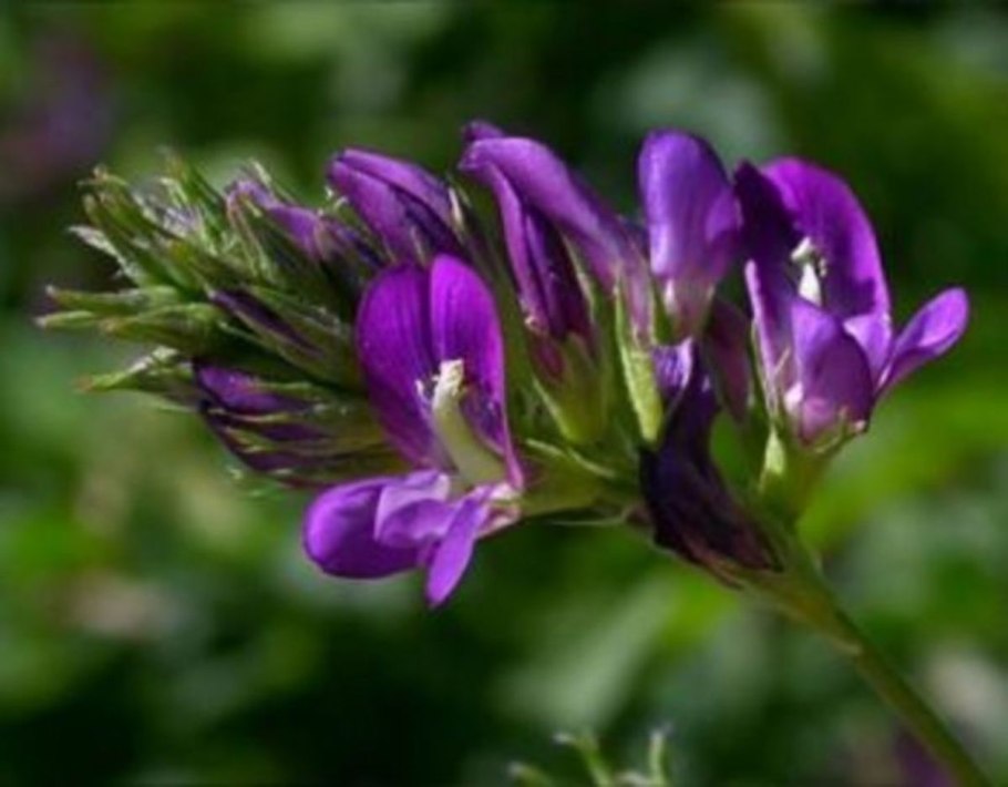 Лекарственные растения из семейства Мотыльковые
