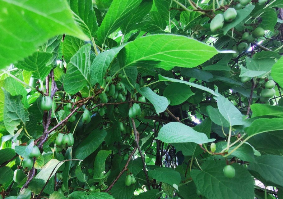 Актинидия коломикта (северное киви)