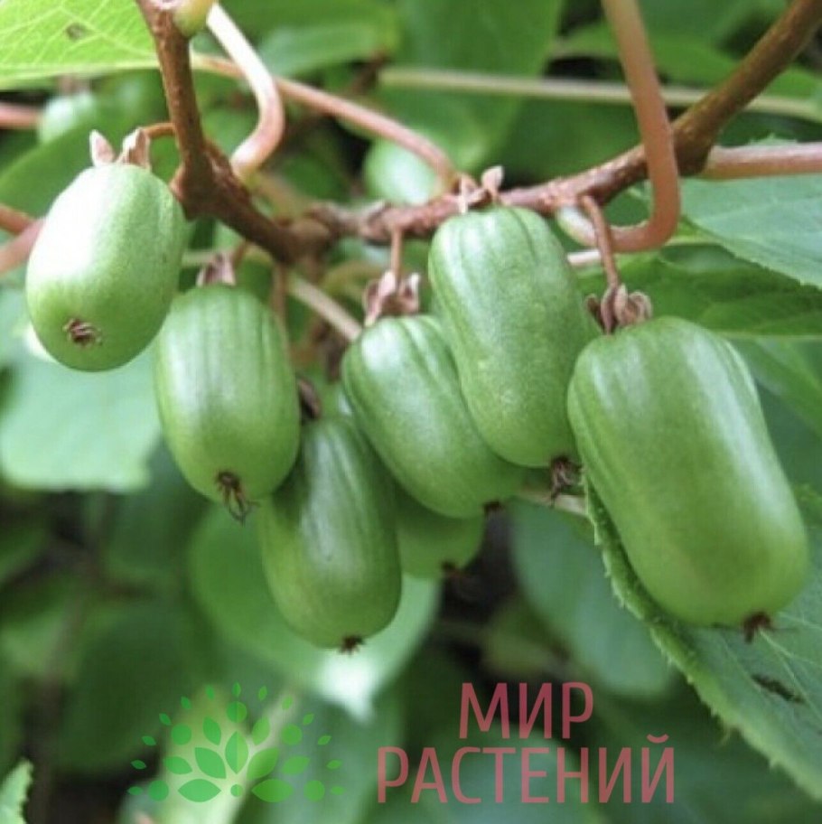 Актинидия Джиральди