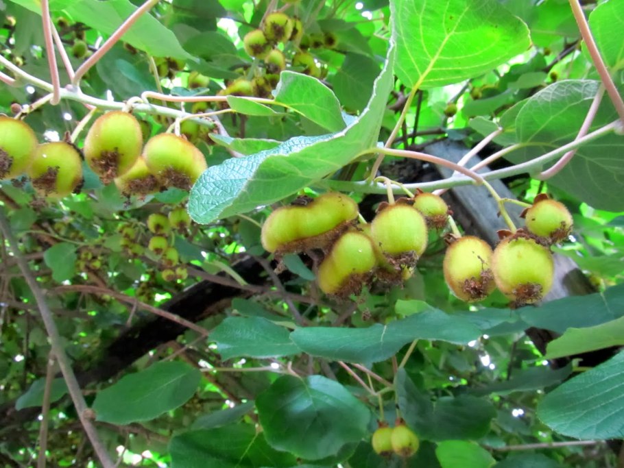 Актинидия коломикта (Actinidia kolomikta)